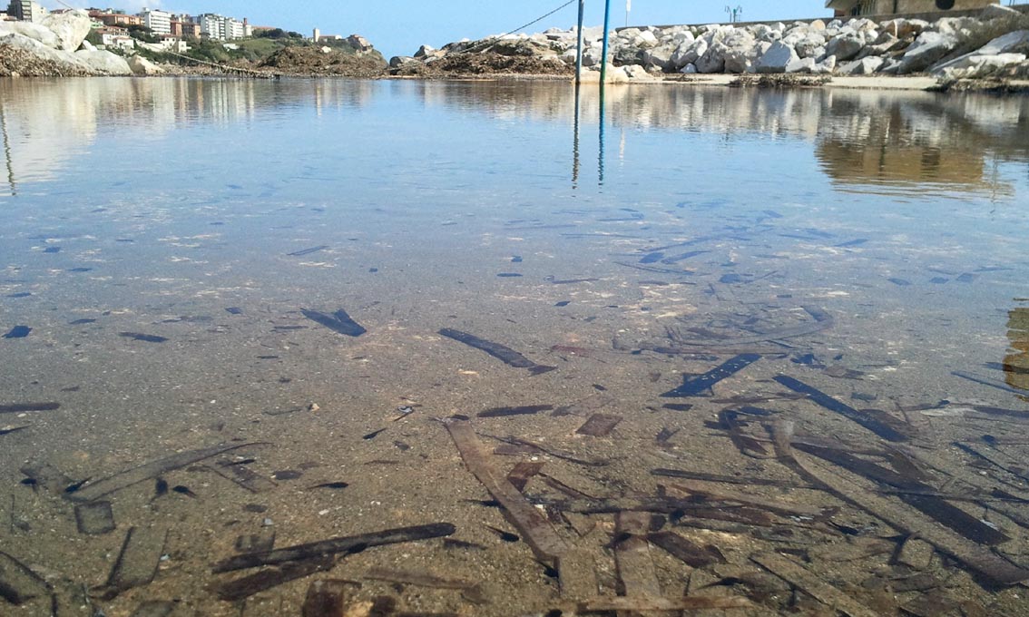 Rio Salivoli (Piombino) - rospi smeraldini in citt!